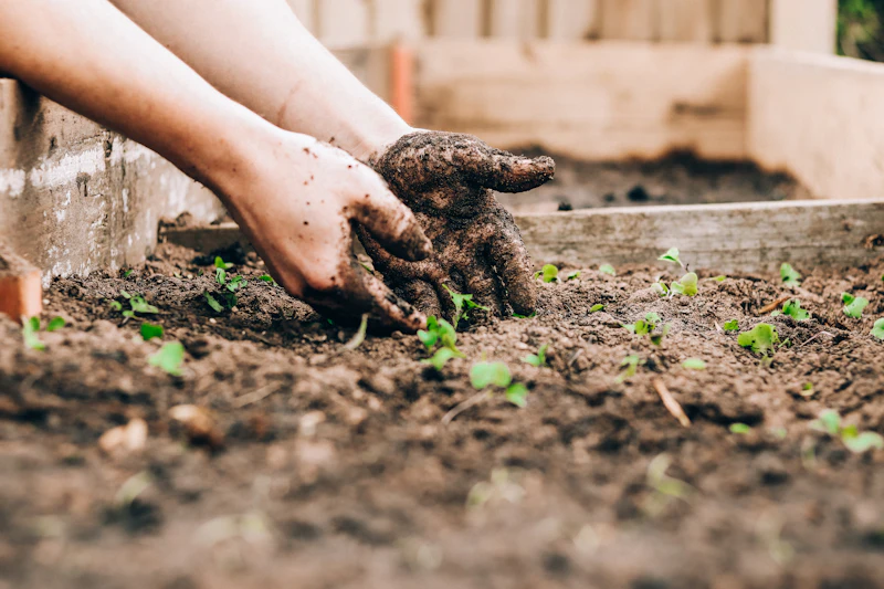 Mãos preparando terra para o plantio