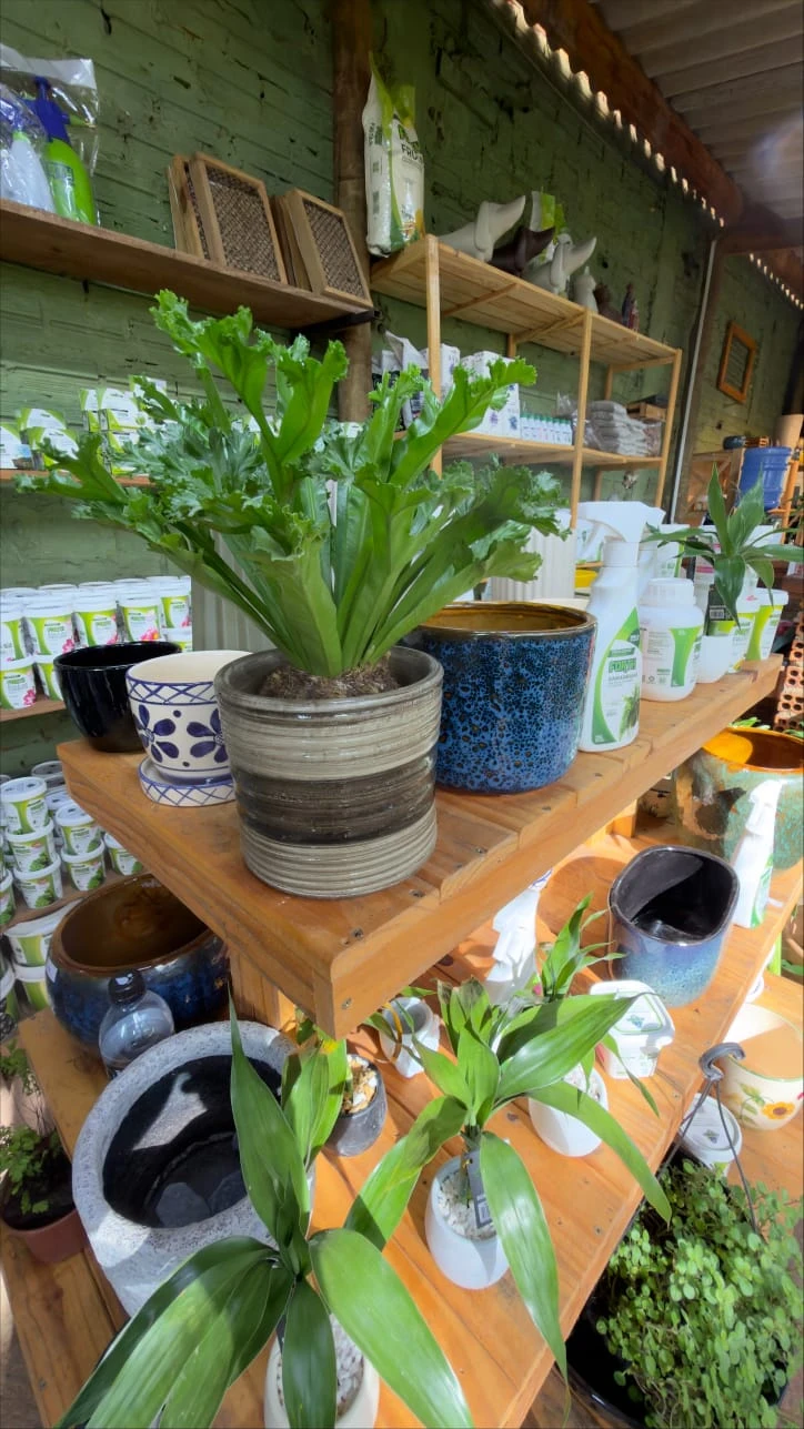 Vasos de cerâmica esmaltada e plantas em prateleira de madeira na loja